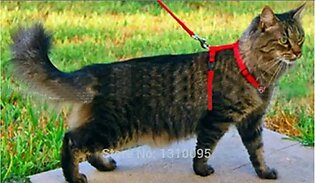 Cat Harness + Leash -red