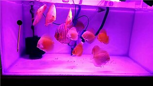 Aquarium LED PINK fish tank Light. 10 inches not submersible
