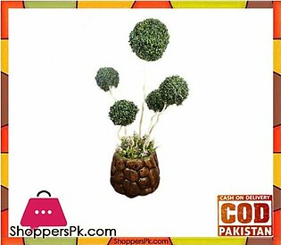 The Florist Luxury Artificial Imported Bonsai Ball Rubber Tree with Fiber Base