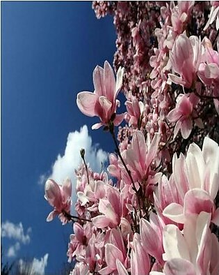 Saucer Magnolia Flower Tree Seeds-WWQWMT01