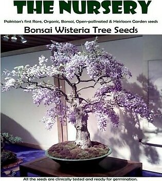 Bonsai Wisteria Tree-Bwts