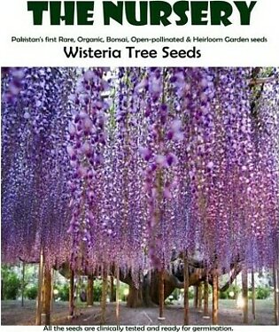 Wisteria Tree Seeds-Wts002