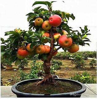 HusMah Bonsai Apple Fruit Tree Seeds