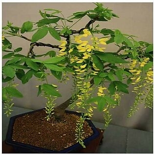 HusMah Unique Bonsai Yellow Wisteria Tree Seeds