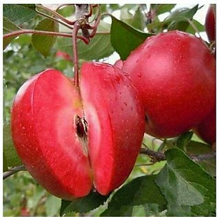 HusMah Rare Red Apple Seeds