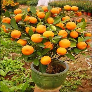 Husmah Bonsai Orange Fruit Tree Seeds