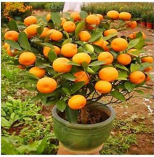 HusMah Bonsai Orange Fruit Tree Seeds