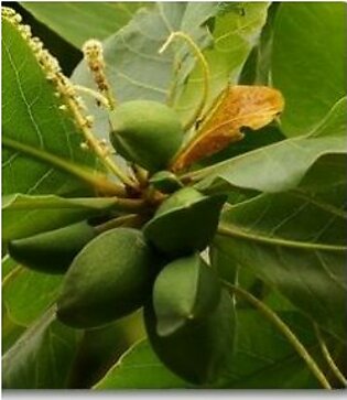 Badam | Indian Almond | Terminalia Catappa | بادام