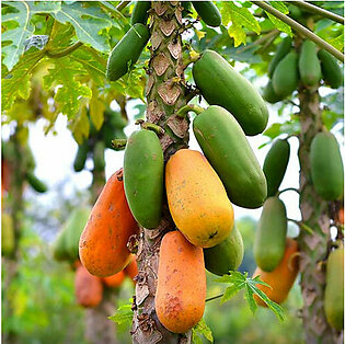 Imported Hybrid Papaya| Papita کیلی فورنیا پپیتا | پپیتا