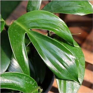 Dragon Tail Plant – Epipremnum pinnatum