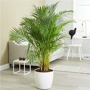 Areca Palm (Imported )| Golden Palm | اریکا پام
