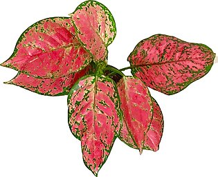 Aglaonema (Red and Green Color) | Valentine Chinese Evergreen
