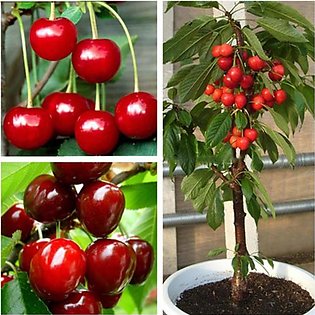 Rare Japanese Red Pink Cherry seeds