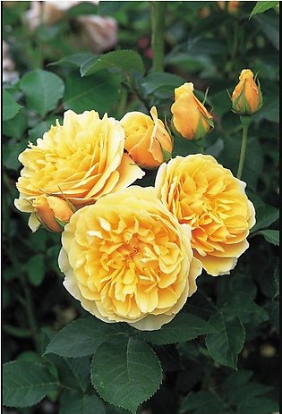 20 to 25 Yellow English Rose Seeds