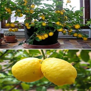 Lemon Fruit Tree Seeds