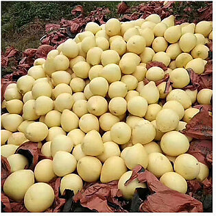 Wholesale honey pomelo grapefruit