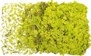 Dried and Preserved Lime Green Reindeer Moss 9 Lbs Per Box