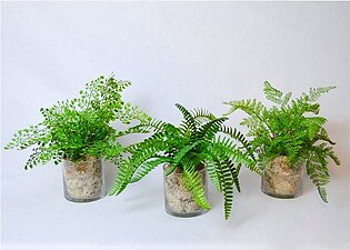 Ferns in Clear Glass Vases Set of 3