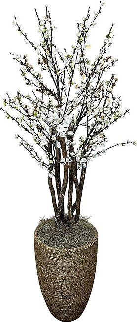 6ft White Cherry Blossom Tree In Pot