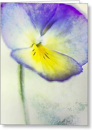 Purple and Yellow Pansy Greeting Card