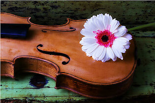 Violin with white daisy Shower Curtain