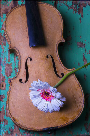 Old violin and white daisy Shower Curtain