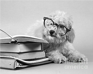 White Dog In Black Eyeglasses, C.1950s Fleece Blanket