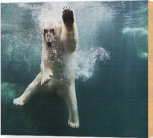 Polarbear In Water #1 Wood Print