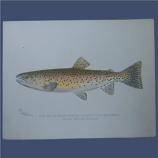 Antique Original Denton Fish Lithograph Red Throat Black Spotted Rocky Mountain Trout 12 x 9.375