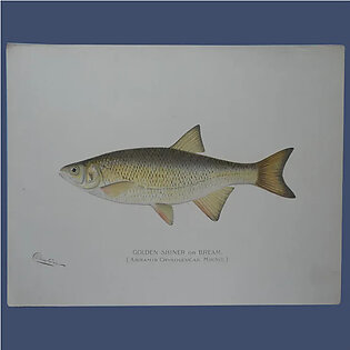 Antique Original Denton Fish Lithograph Golden Shiner or Bream 12 x 9.375