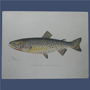 Antique Original Denton Fish Lithograph Tahoe Trout 12 x 9.375