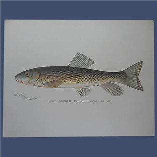 Antique Original Denton Fish Lithograph Brook Sucker 12 x 9.375