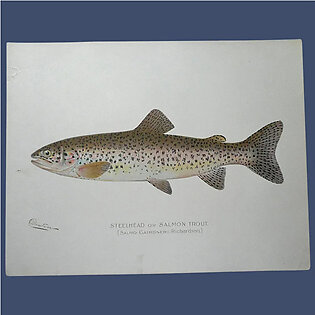 Antique Original Denton Fish Lithograph Steelhead or Salmon Trout 12 x 9.375